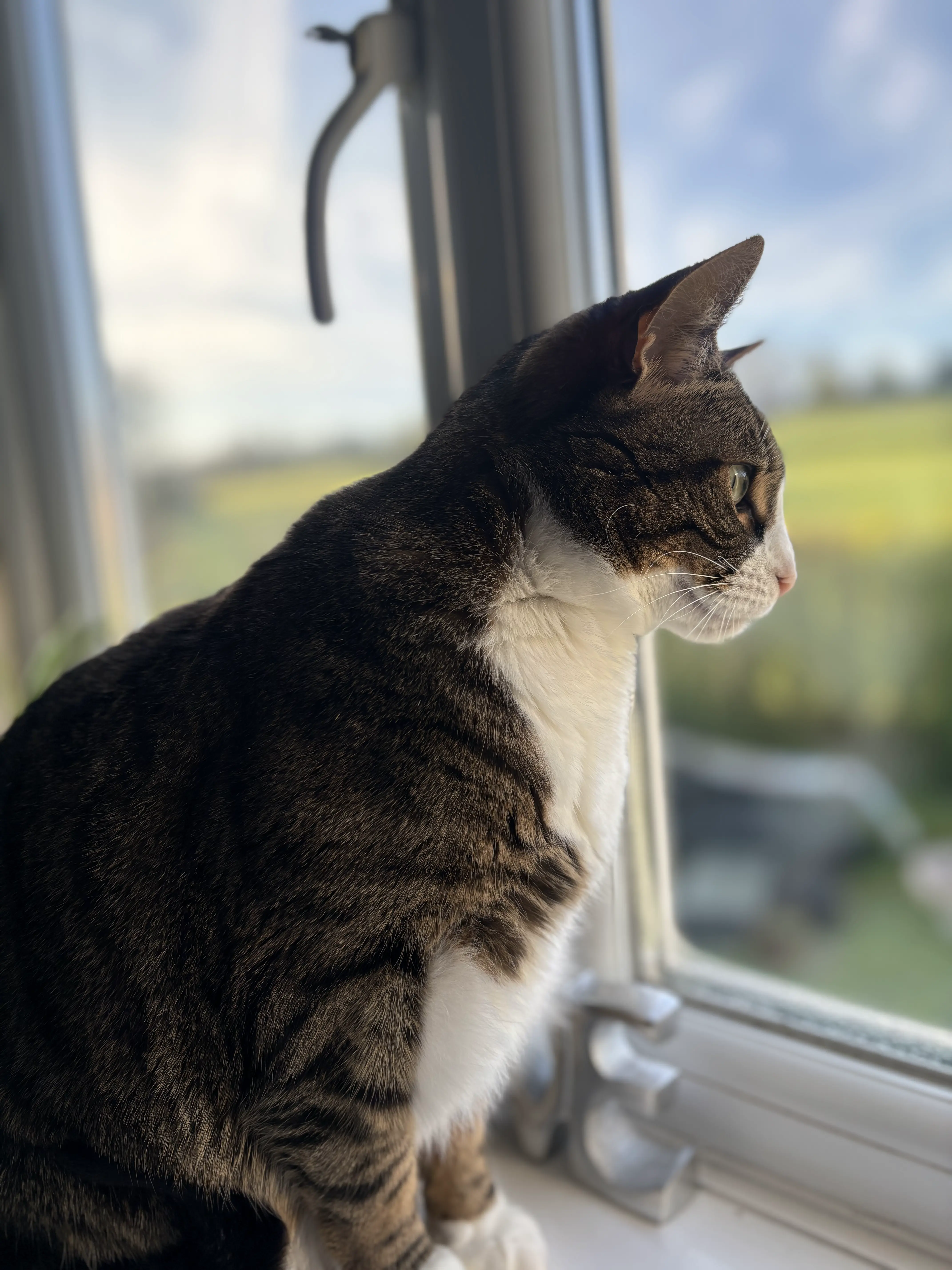 cat looking out a window