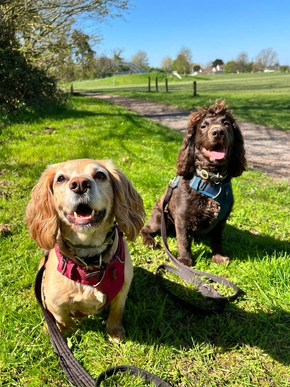 dogs out on walk