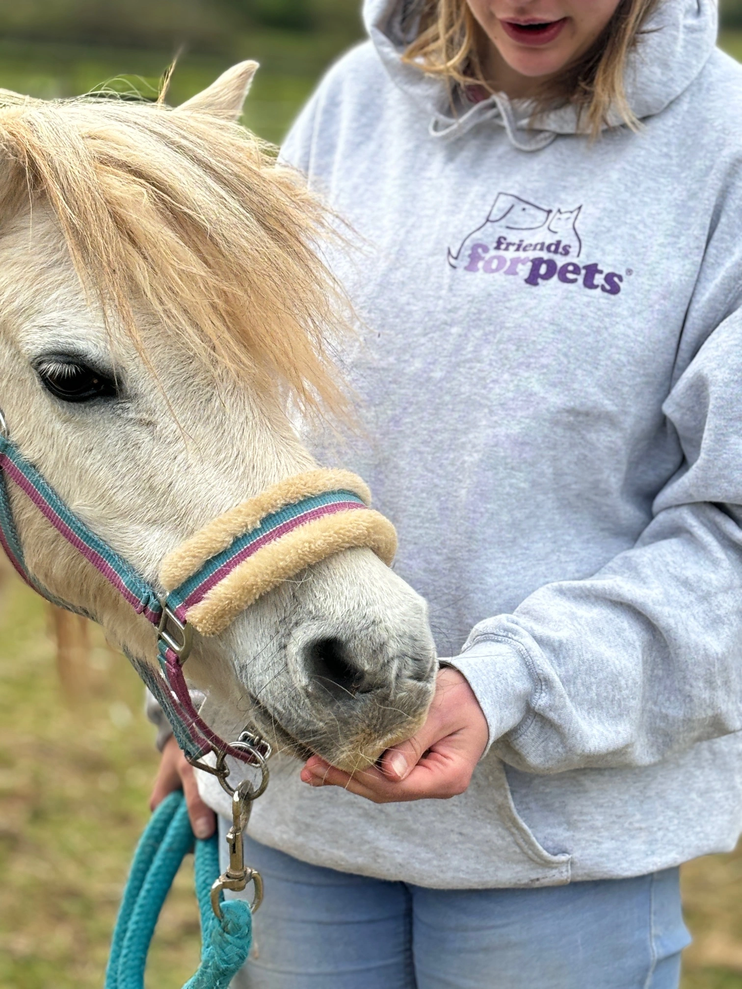 Horse Sitting in Cheddar