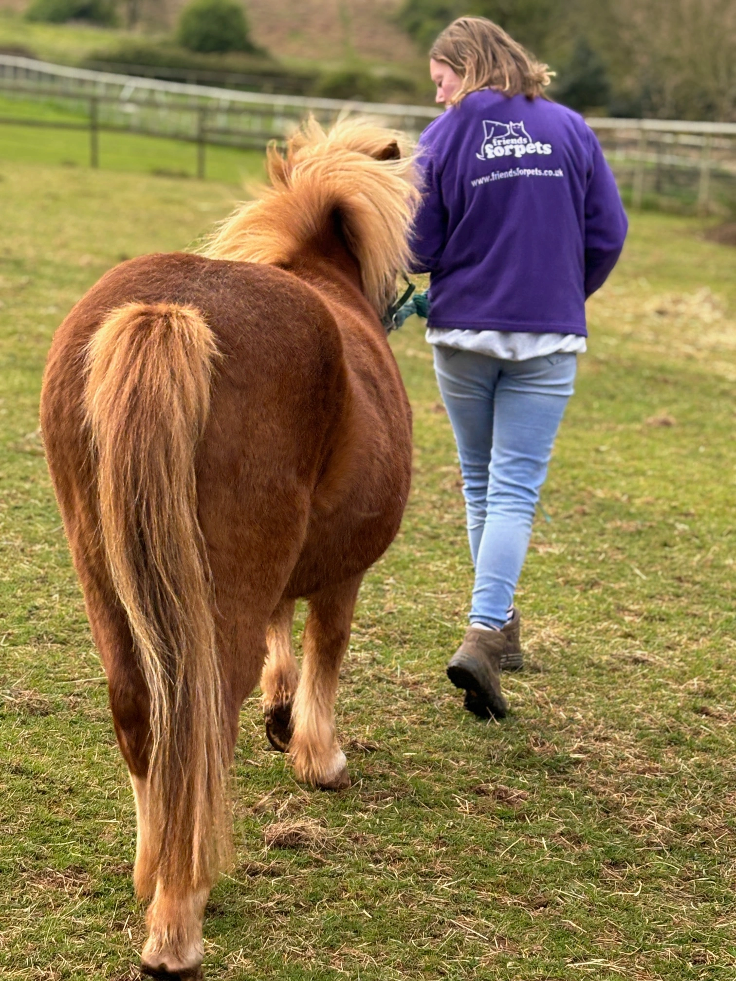 Horse Sitting in Somerset