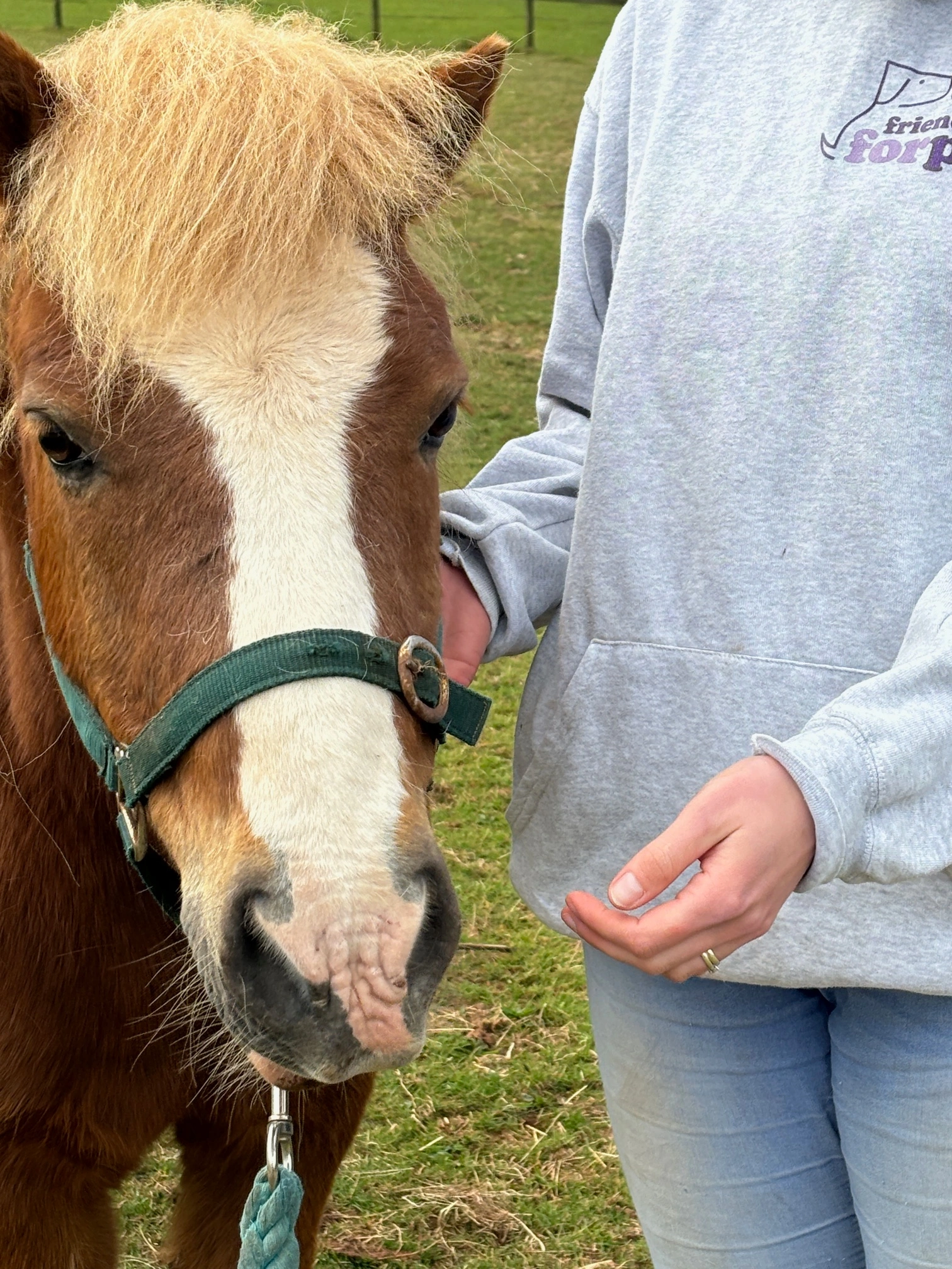 Horse Sitter in Somerset